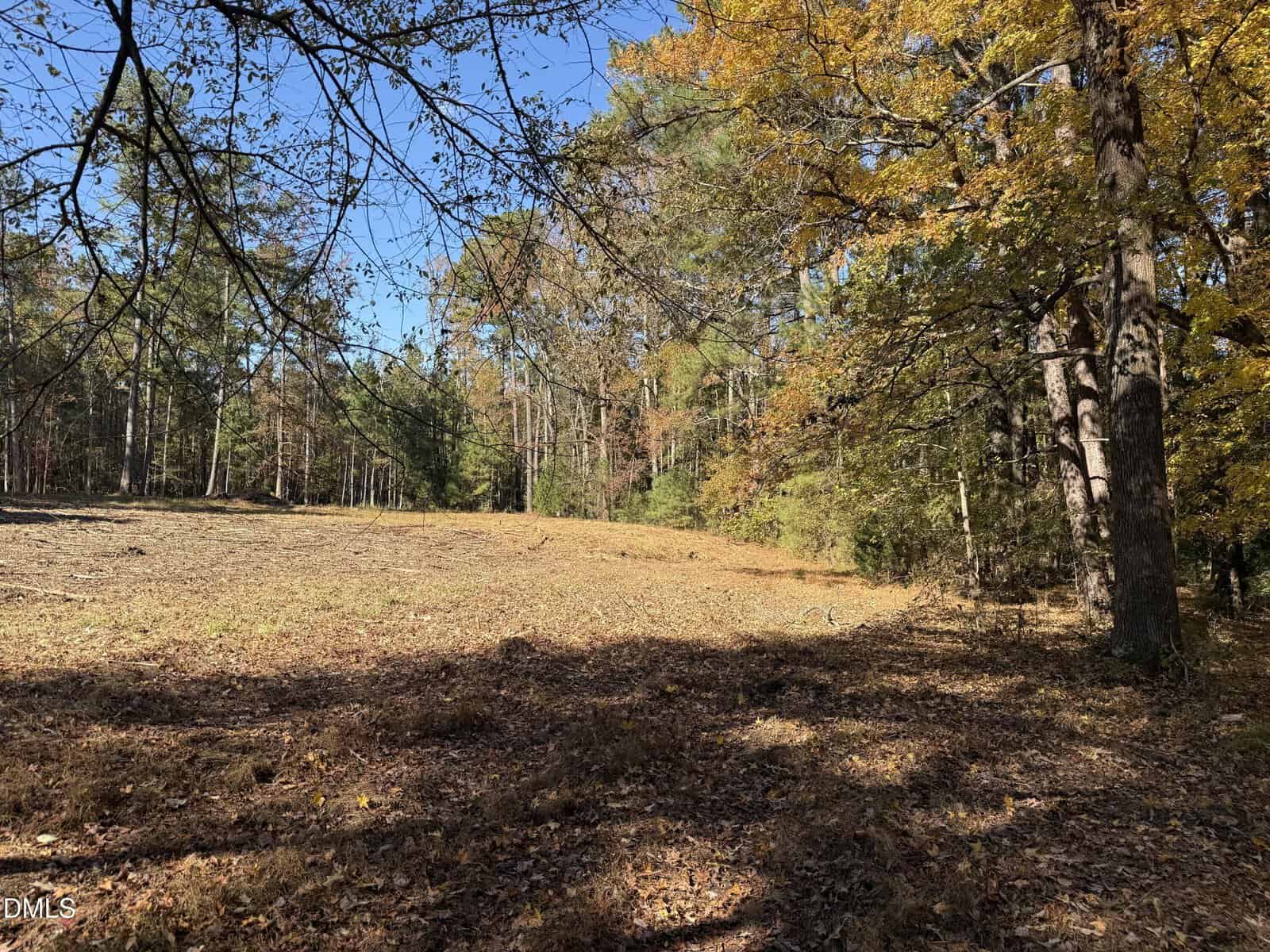 A cleared area of ground bordered by tall trees with autumn foliage under a clear blue sky. Sunlight casts shadows on the leaf-covered forest floor.