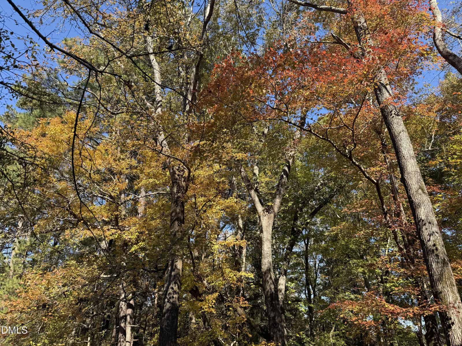 Tall trees with autumn foliage in shades of yellow, orange, and red stand beneath a clear blue sky in a forest setting. Sunlight filters through the leaves, creating patches of light and shadow on the ground.
