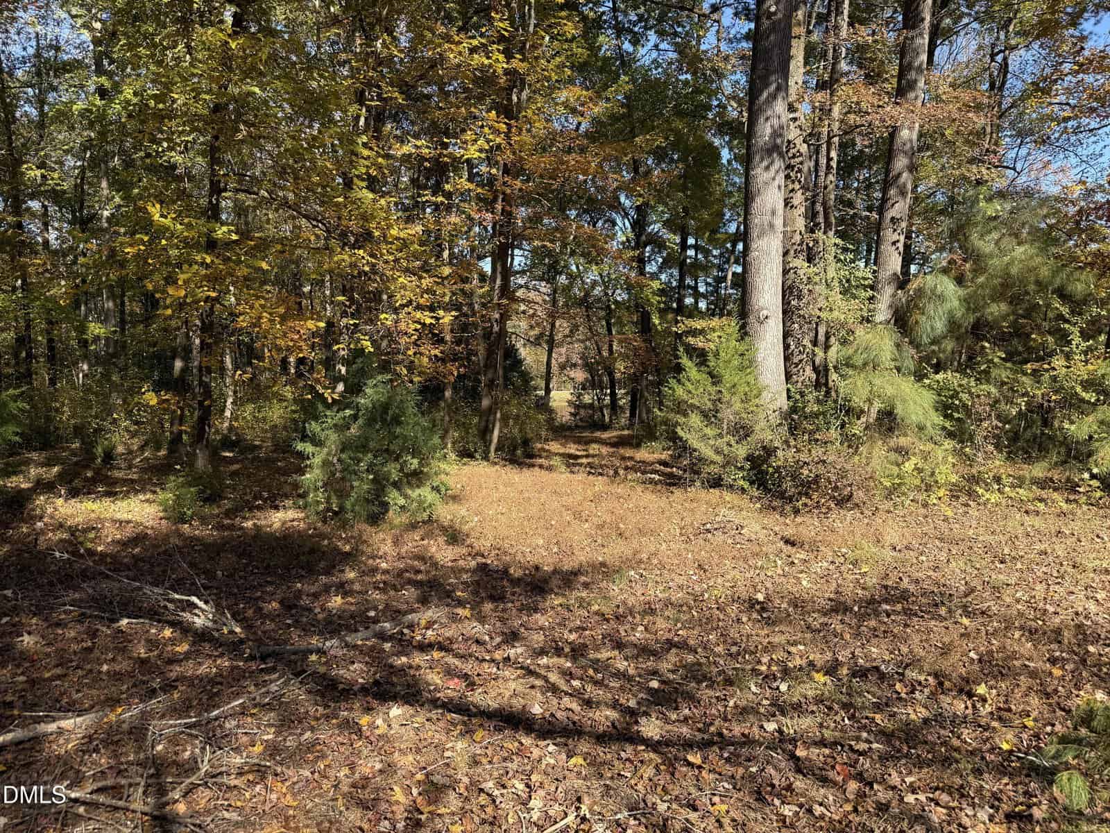 A wooded area with tall trees and scattered small shrubs. The ground is covered with dry leaves and pine needles, and sunlight filters through the tree canopy. The scene suggests a peaceful forest in autumn.