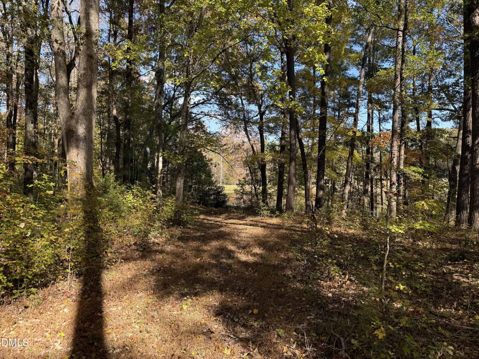 A sunlit forest path surrounded by tall trees with green and yellow leaves. The ground is covered with fallen leaves, and sunlight filters through the branches, casting shadows on the trail.