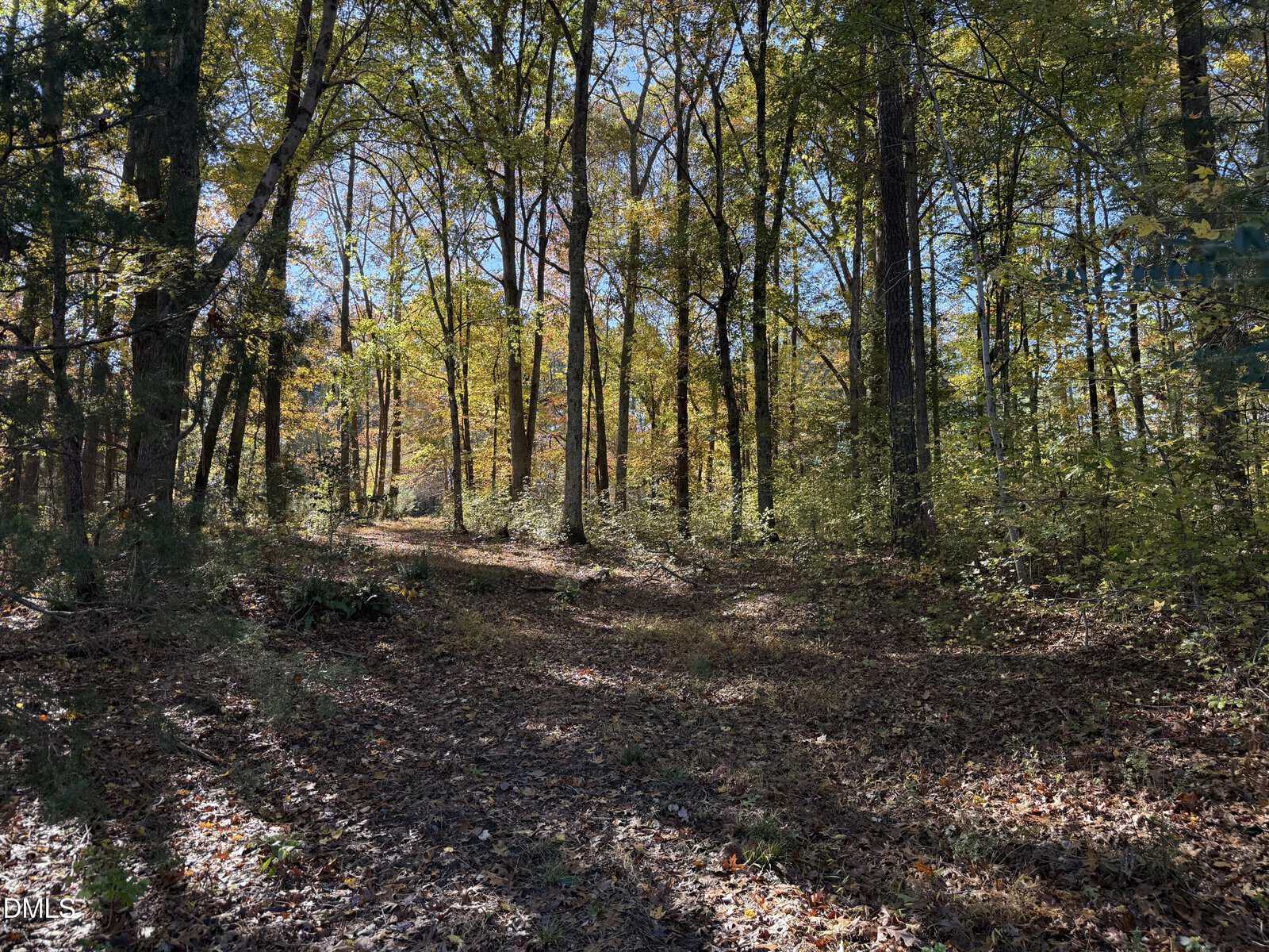 A dirt path winds through a forest with tall trees, scattered leaves covering the ground, and sunlight filtering through the fall foliage. The scene appears calm and natural.