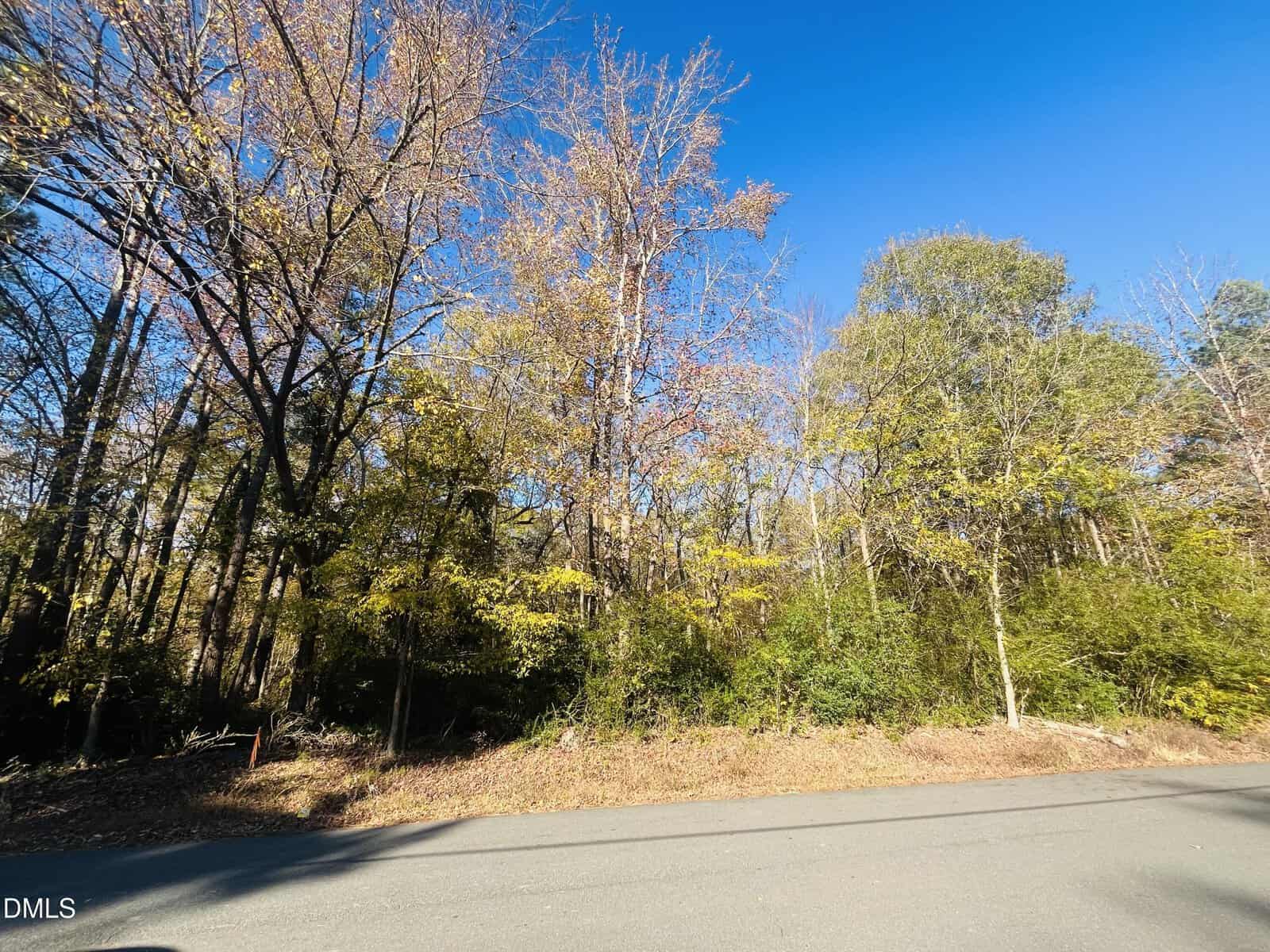 A paved road runs in front of a wooded area with trees in various stages of losing their leaves under a clear blue sky. Sunlight casts shadows on the road and the forest floor.