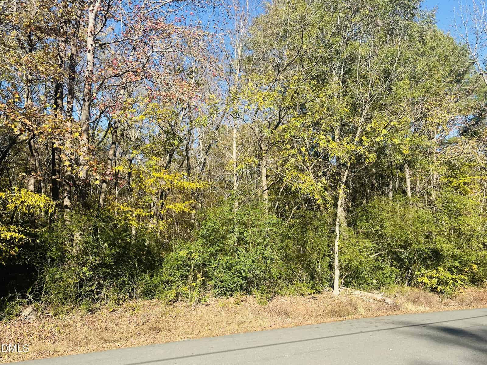 A paved road runs alongside a densely wooded area with various green and yellow-leaved trees and bushes under a clear blue sky. Some fallen leaves are visible along the edge of the road.