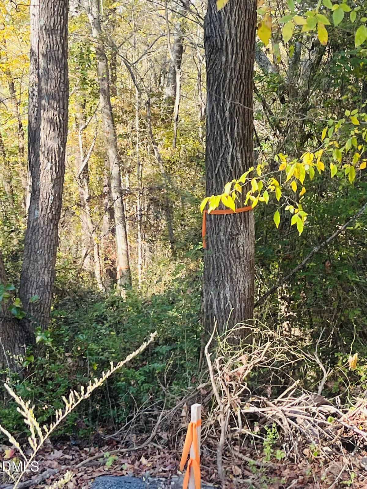 A wooded area with tall trees and fall foliage. An orange ribbon is tied around a tree trunk, and another is attached to a wooden stake in the ground surrounded by brush and leaves.
