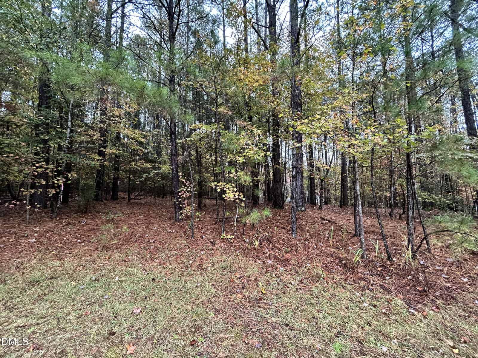 A forested area with pine and deciduous trees, brown pine needles covering the ground, and green grass in the foreground. The scene appears calm, with dense trees and sparse undergrowth.
