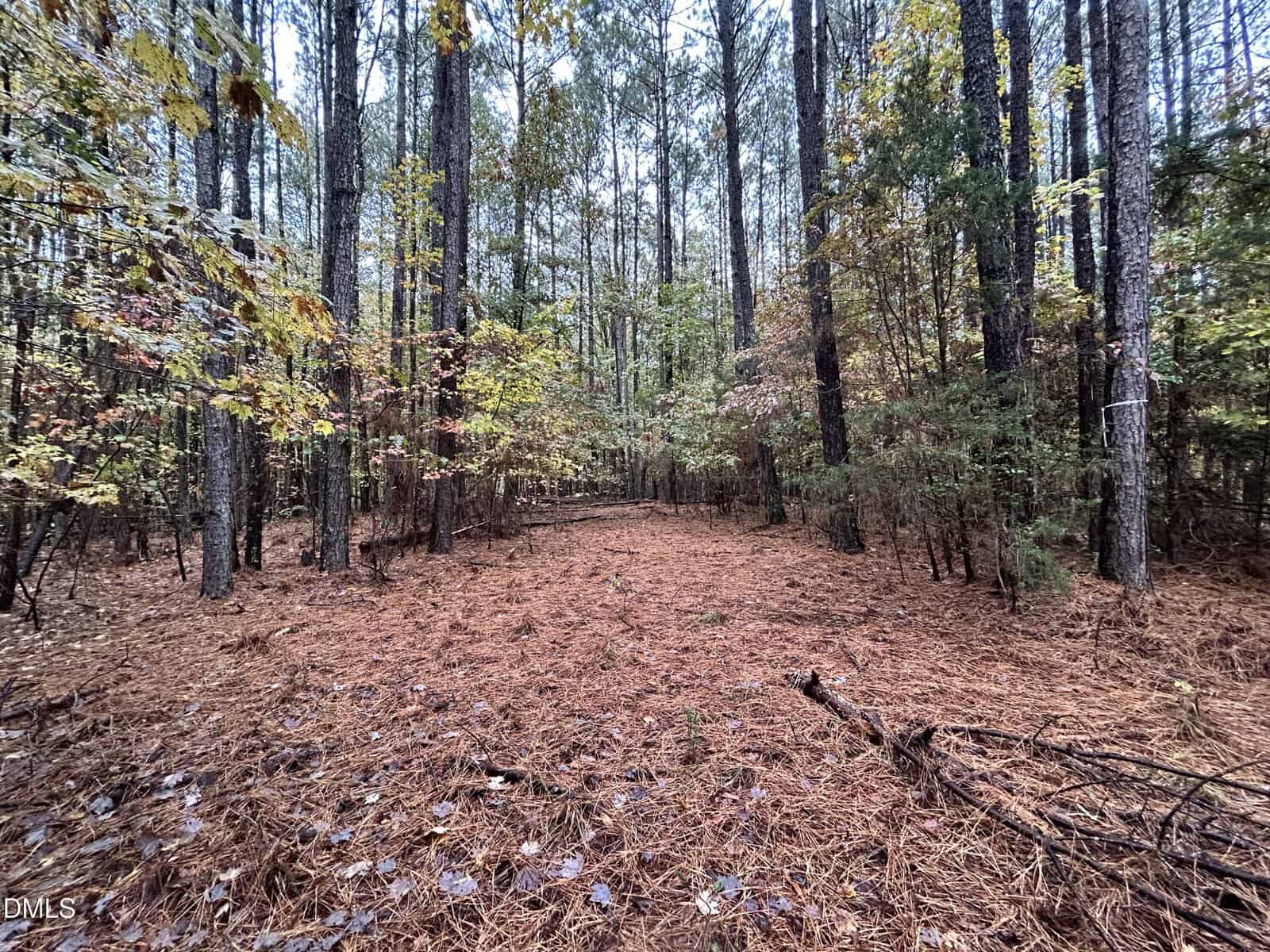 A forest scene with tall, thin trees and a ground covered in brown pine needles. Some leaves on the trees are turning yellow and orange, indicating early autumn. The area appears quiet and undisturbed.