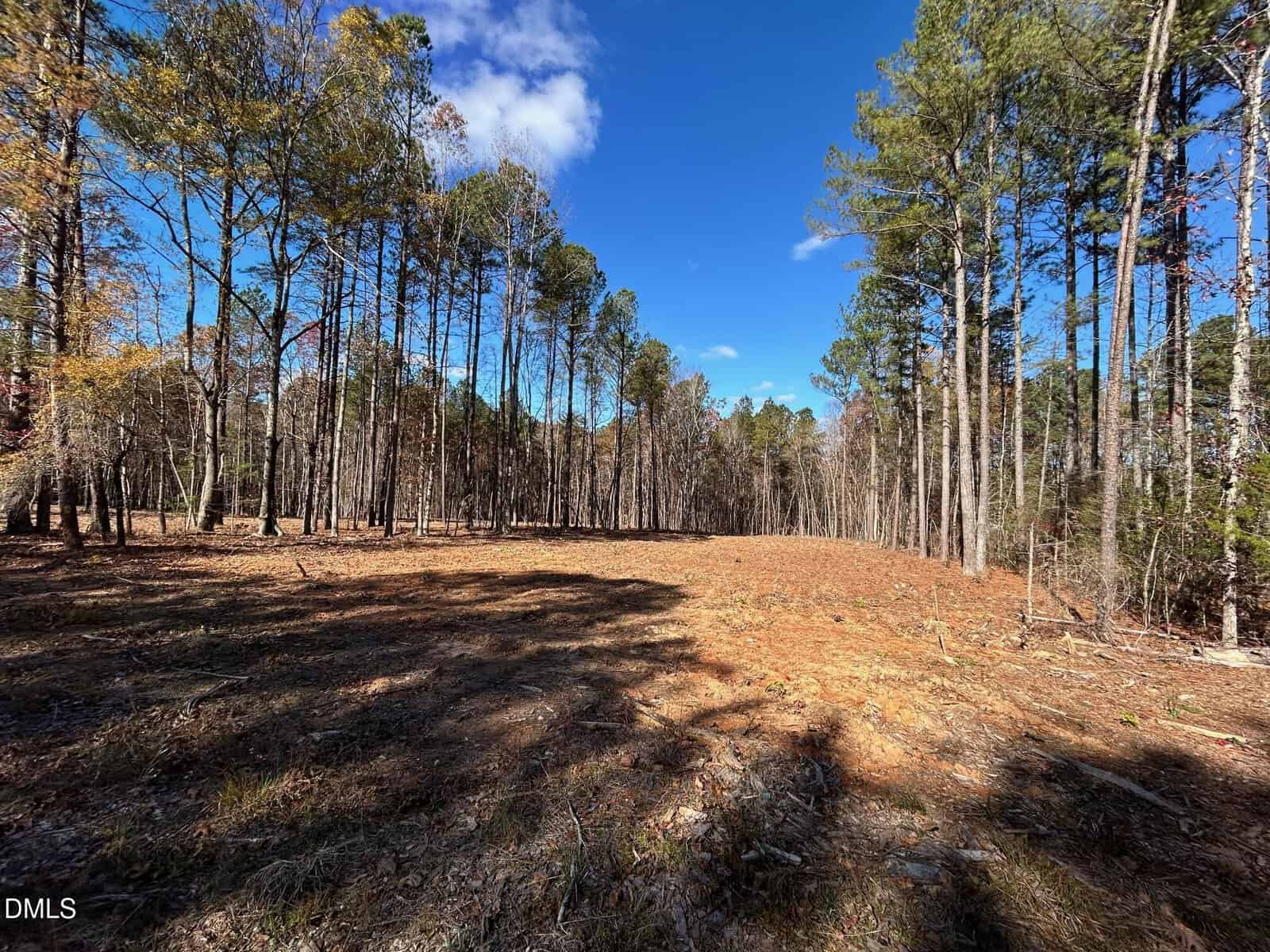 A clearing in a forest near 2085 Satterwhite Road, Oxford, with tall, thin trees on both sides under a blue sky with clouds. Sunlight and tree shadows dance across the forest floor covered in dry leaves and pine needles.