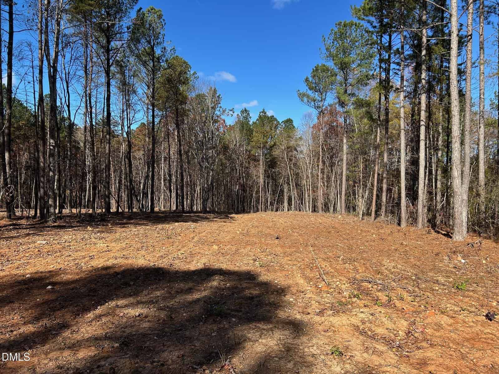 A cleared, dirt-covered area of land bordered by tall, thin trees under a blue sky with scattered clouds. Shadows from trees fall across the foreground.