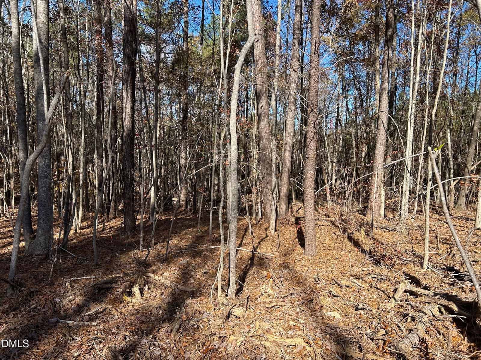 A dense forest with many tall, thin trees and a forest floor covered in dry leaves and pine needles. Sunlight filters through the branches, casting shadows. The sky is clear and blue.