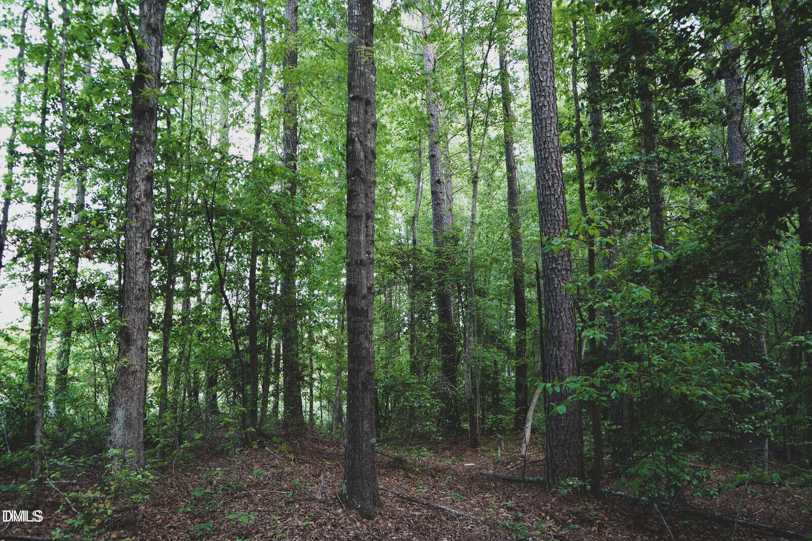 A dense forest scene with tall trees, green leaves, and undergrowth. The forest floor is covered in brown leaves and twigs. Sunlight filters through the canopy, creating a mix of light and shadow.