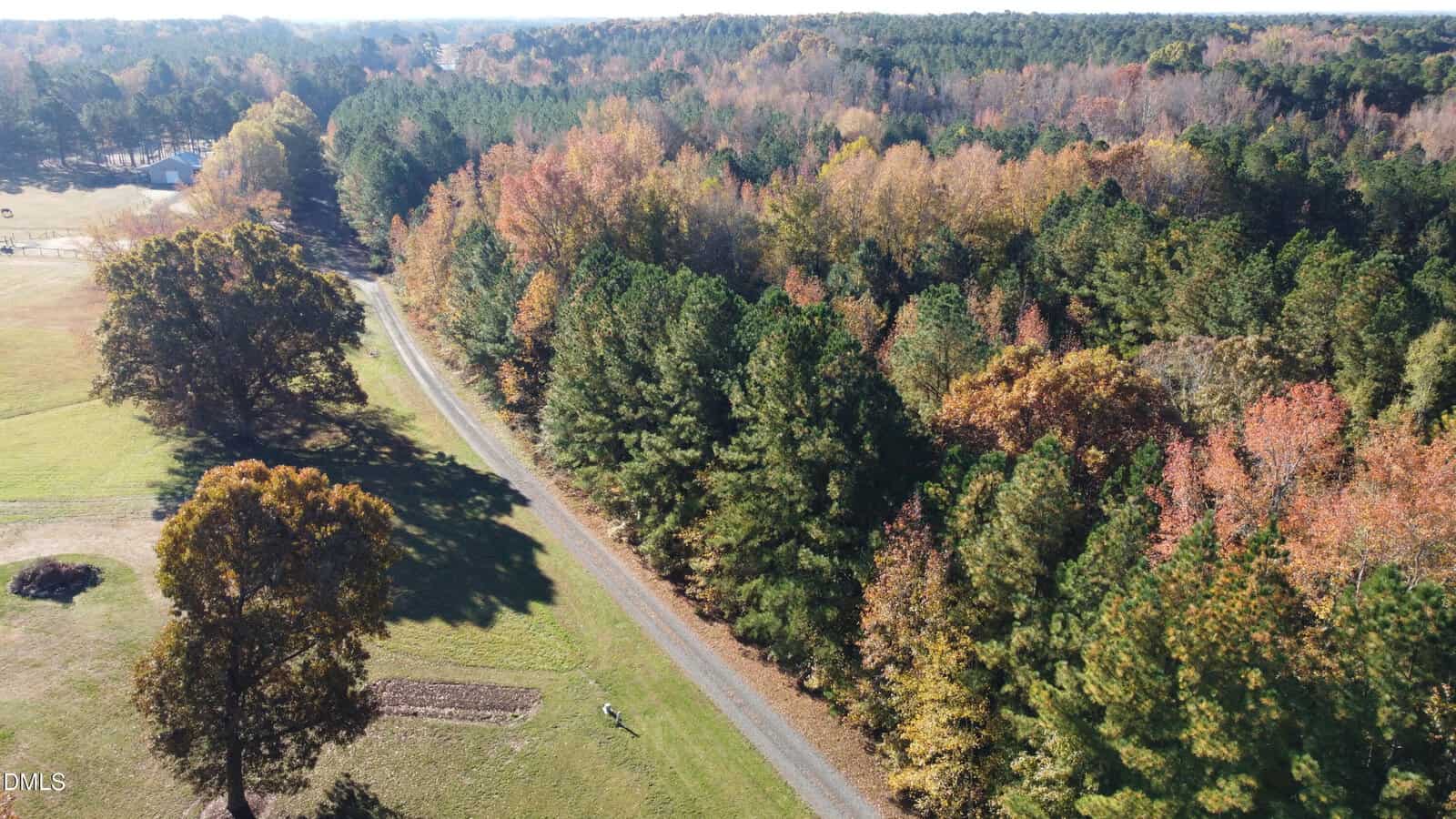 A paved road runs alongside a dense forest of green and autumn-colored trees, with open grassy areas on the left and woodland extending into the distance under a clear sky.