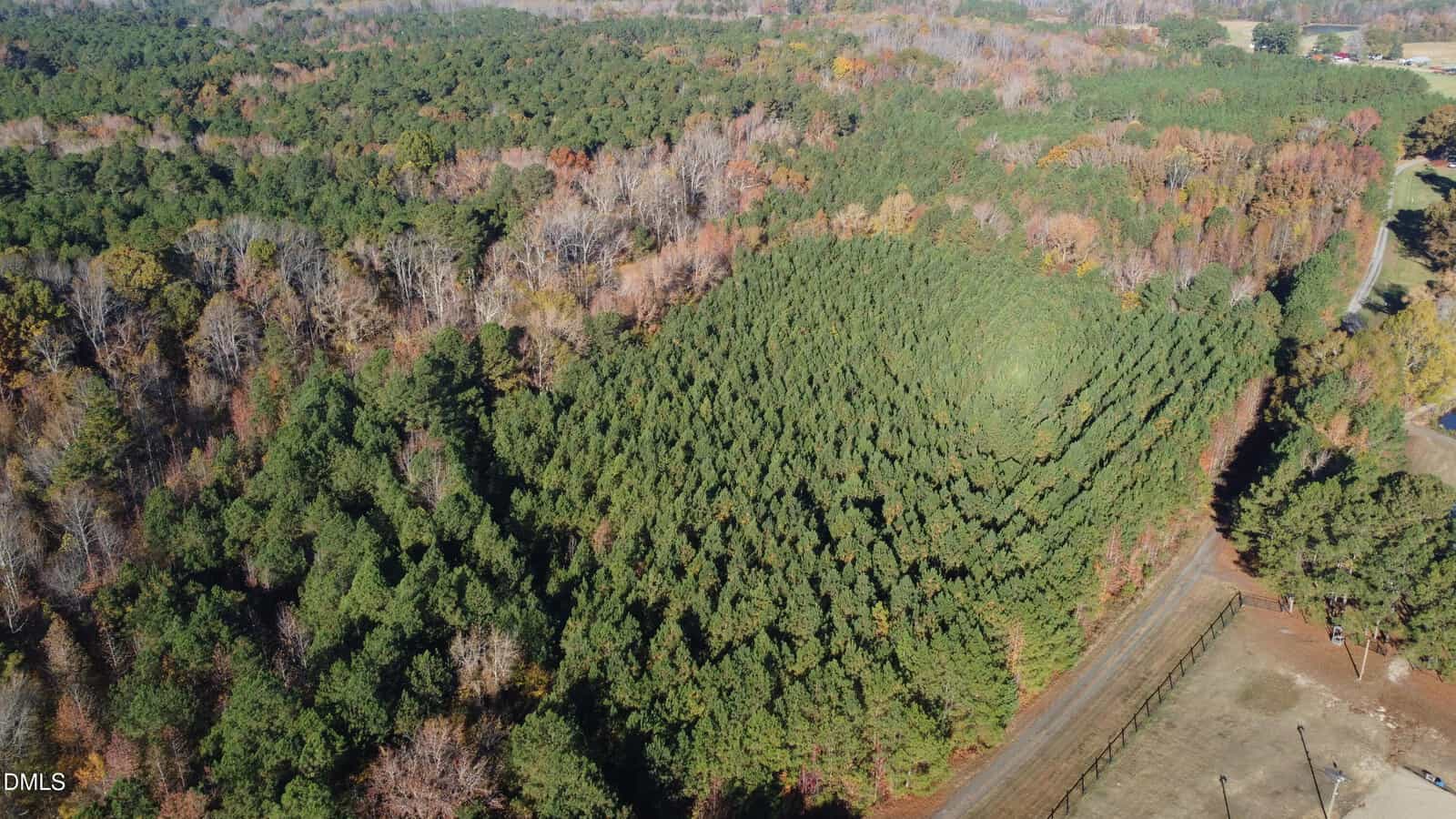 Aerial view of a dense, green pine forest with trees arranged in neat, curved rows. The surrounding area includes additional woodland, open fields, and a small portion of road on the right side.