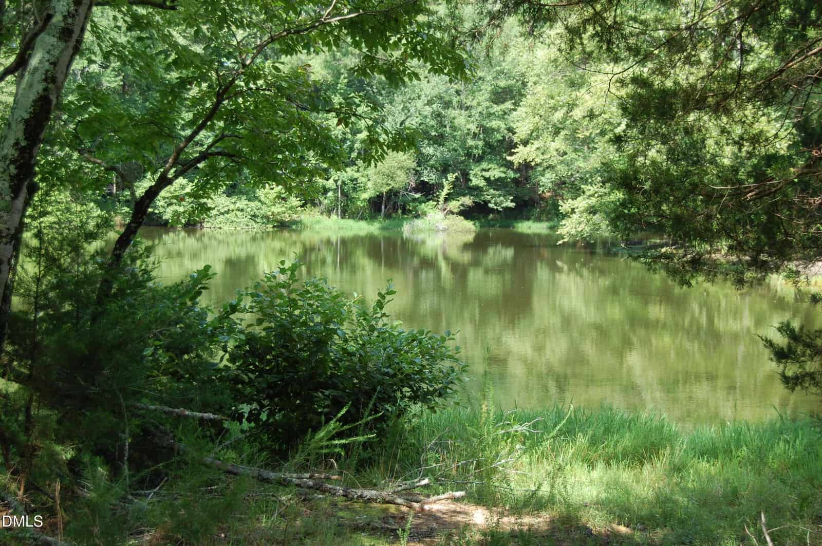 A small pond surrounded by green trees and shrubs, with calm water reflecting the foliage; sunlight filters through the branches, creating a peaceful, natural scene.