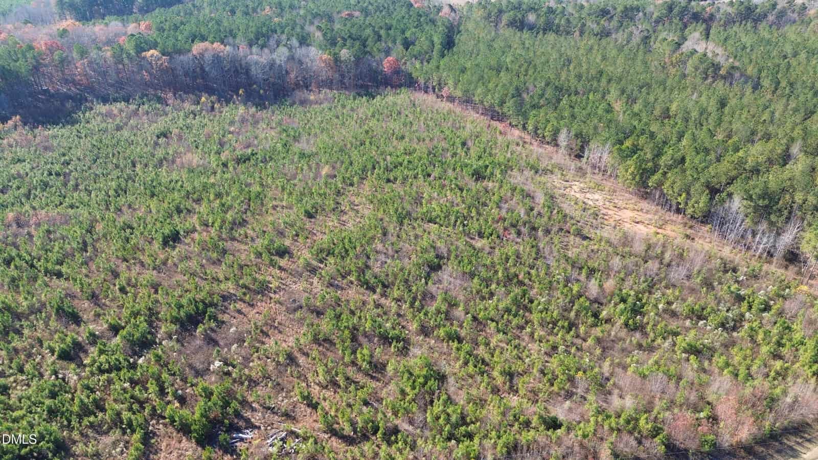 Aerial view of a large, partially cleared forest area with young trees and patches of grass; dense, mature trees border the scene on three sides.