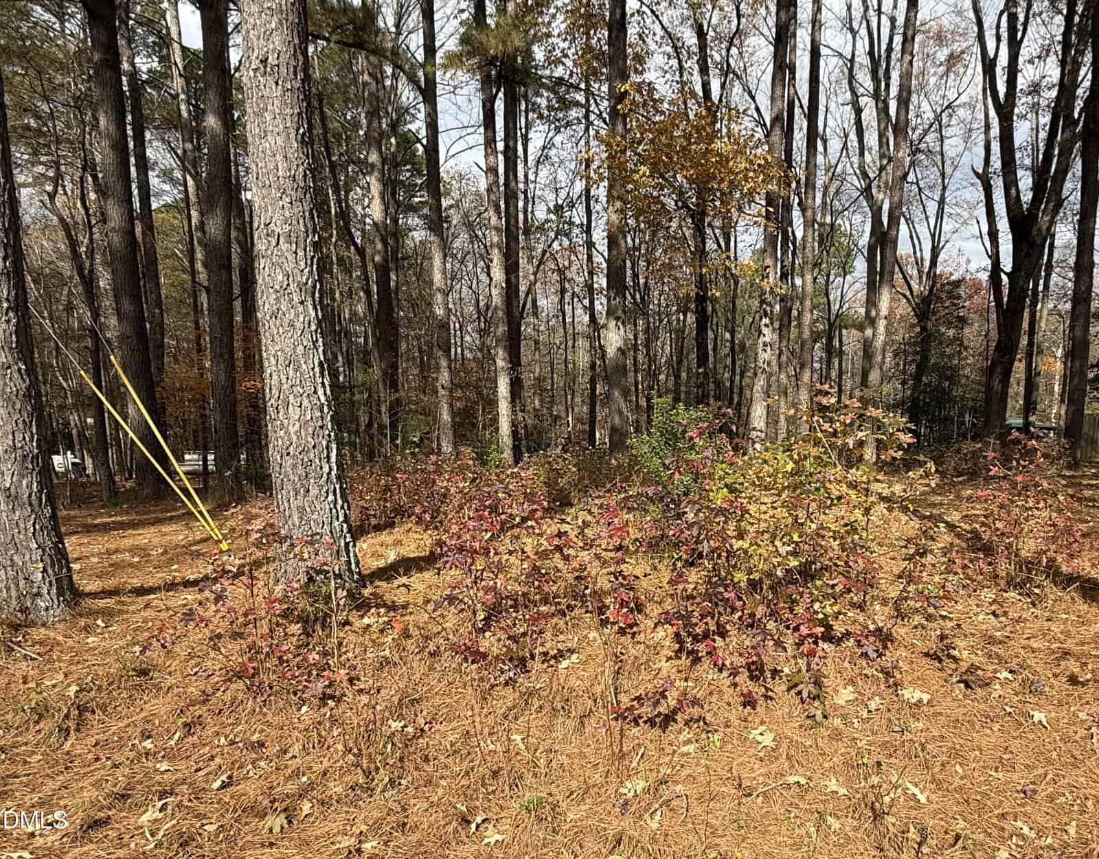 Pine trees and other trees stand in a forested area with a ground covering of pine needles and scattered shrubs, some with red and yellow autumn leaves. Yellow utility cables are attached to a tree on the left.