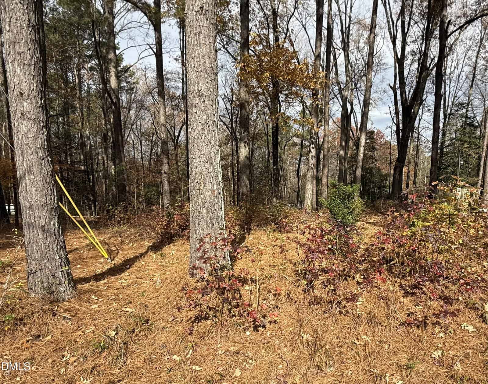 A wooded area with tall trees, dry pine needles covering the ground, and some bushes with red and green leaves. Yellow caution tape is tied around two trees on the left side of the image.