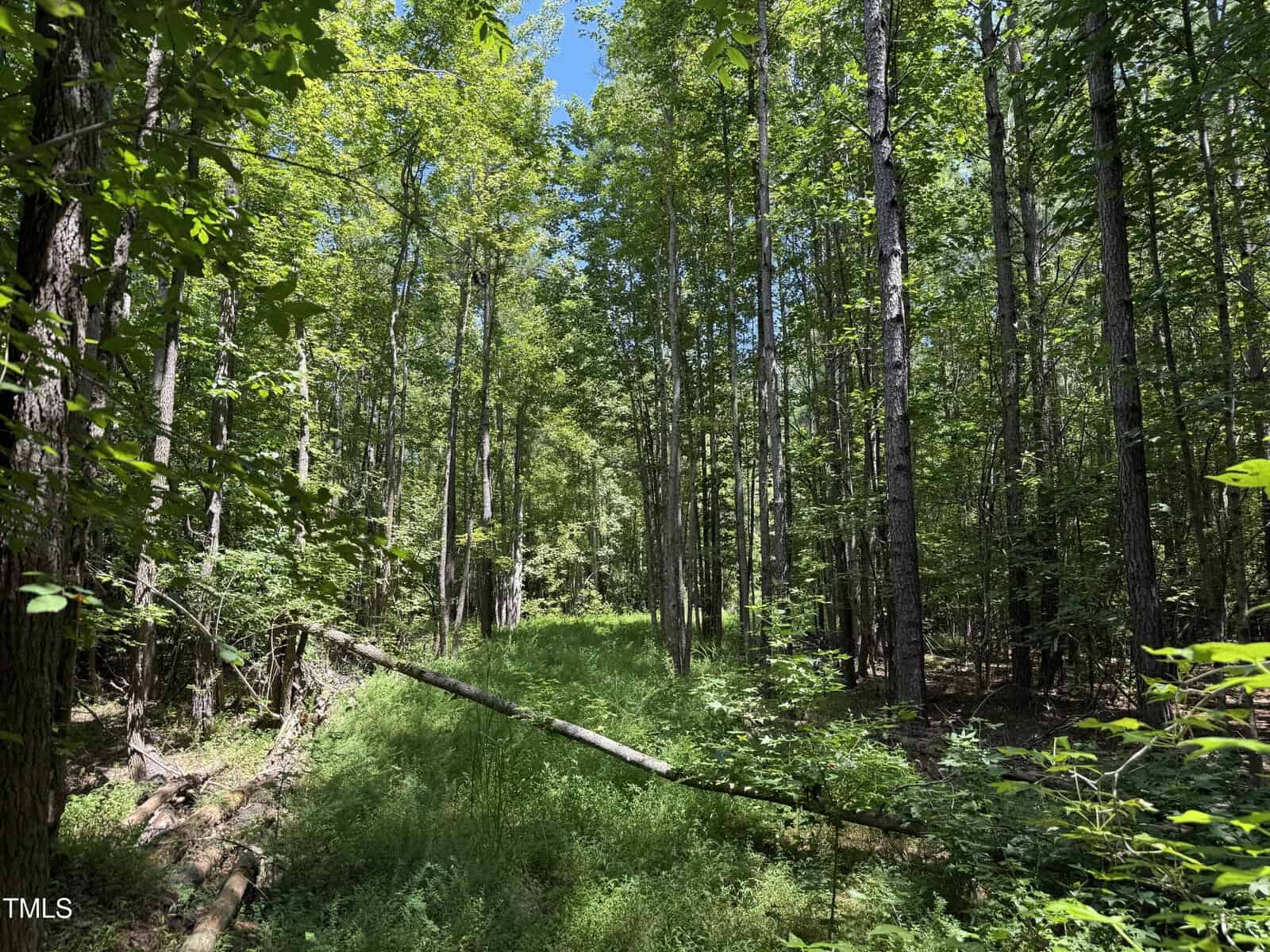 A sunlit forest scene with tall, leafy green trees, a bright blue sky above, dense undergrowth, and a fallen tree trunk stretching across the grassy area in the center.