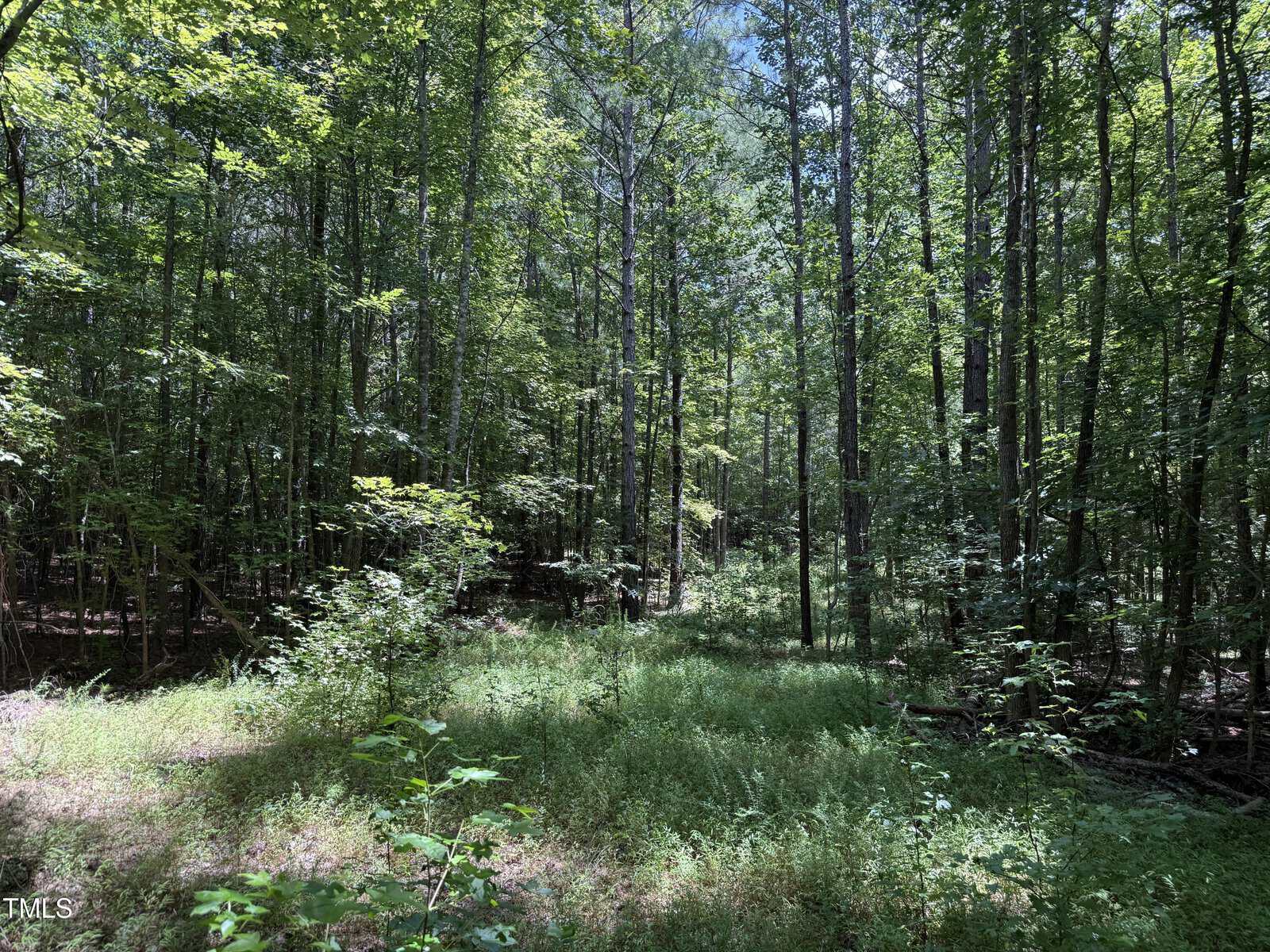 A sunlit forest scene with tall, slender trees and dense green foliage. Sunlight filters through the canopy, illuminating patches of grass and undergrowth on the forest floor.