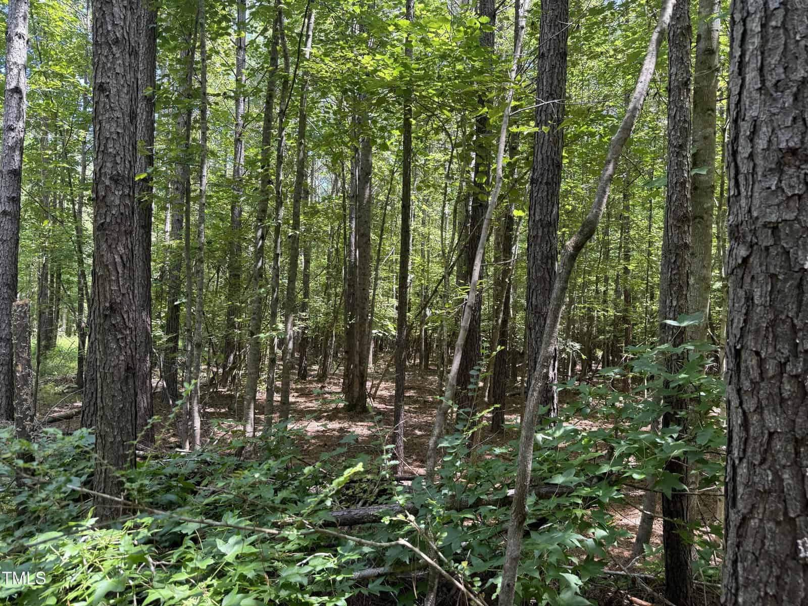 A sunlit forest scene with tall, slender trees, green leafy undergrowth, and patches of sunlight filtering through the canopy onto the forest floor. Dense vegetation fills the foreground.