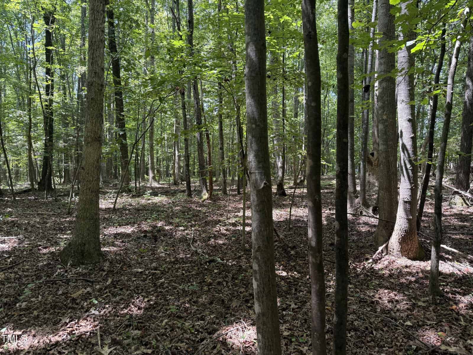 A sunlit forest with tall, thin trees and a leafy, brown forest floor. Sunlight filters through the green canopy, creating patches of light and shadow across the ground.