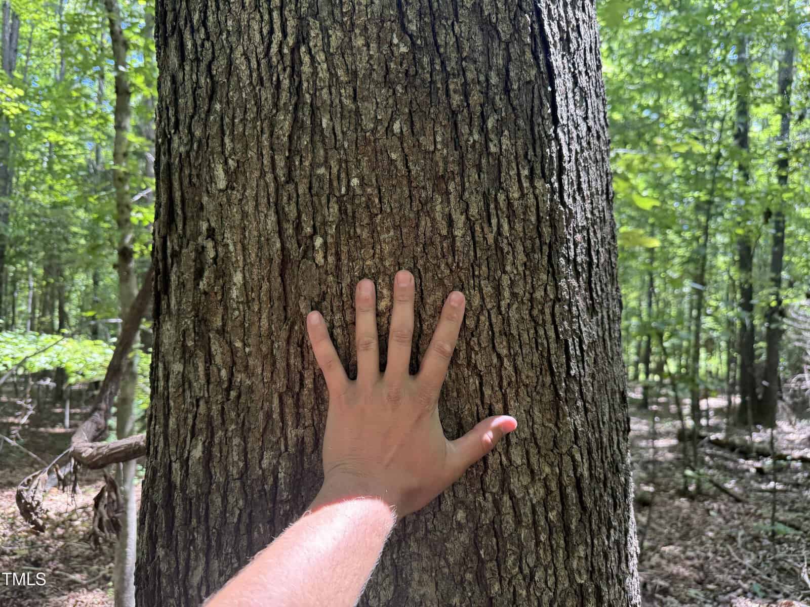 A hand with outstretched fingers is pressed against the rough bark of a large tree trunk in a sunlit forest with green foliage in the background.
