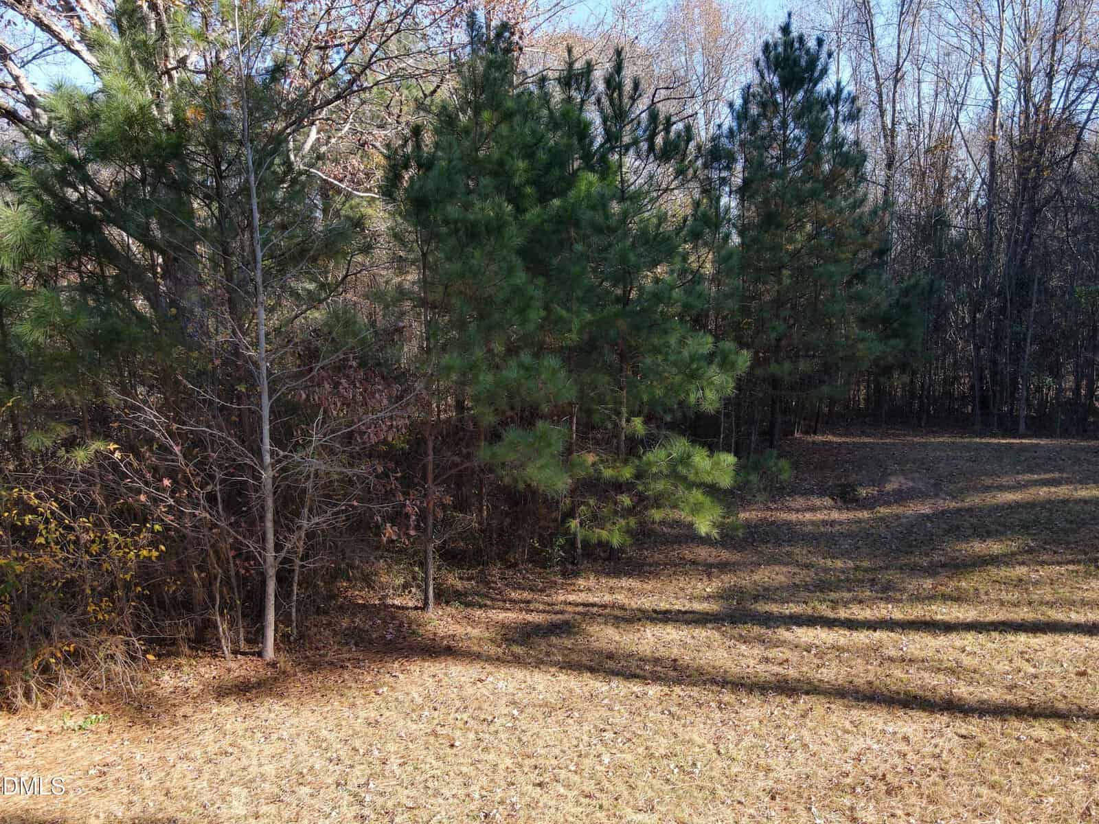 A small group of pine trees stands on the edge of a grassy, sunlit clearing, with more trees and forested area in the background.