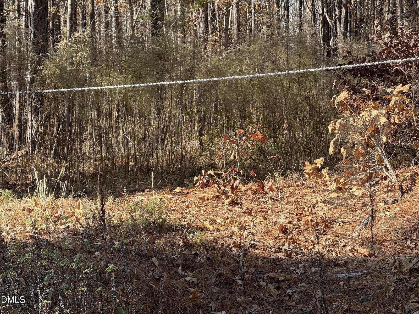 A forested area in Franklinton with dry, brown leaves covering the ground. A white cord runs horizontally across the middle of the image, tied to trees on either side at 525 Montgomery Road as sunlight filters through sparse trees.