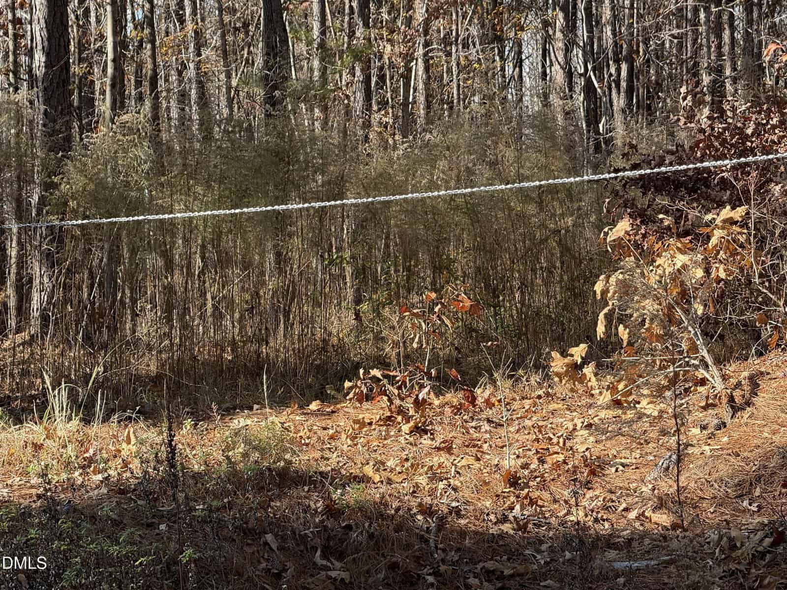 A forest scene with dry leaves covering the ground, tall grasses and small plants, and a thin white rope or wire running horizontally in front of the trees. Sunlight filters through the trees in the background.