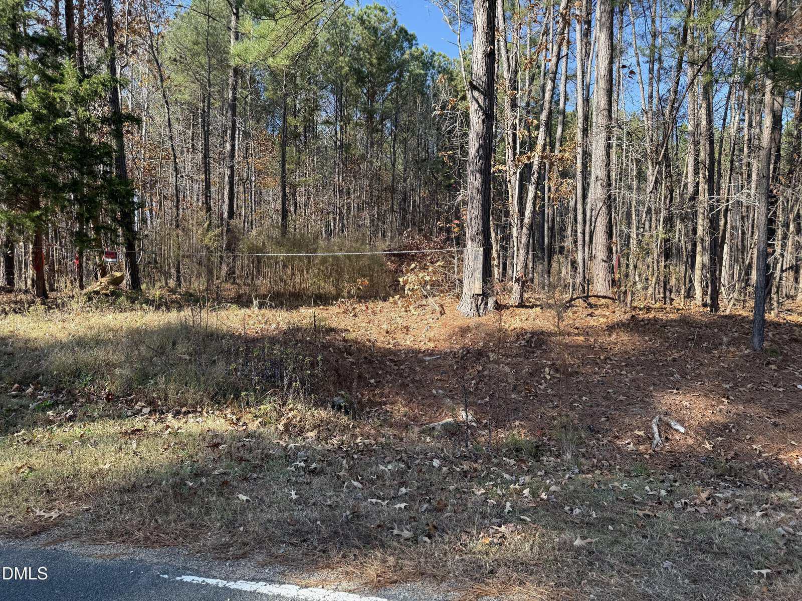 A wooded area with tall trees and dry leaves on the ground, bordering a road. Sunlight filters through the trees, and a thin metal gate or fence is visible in the center background.