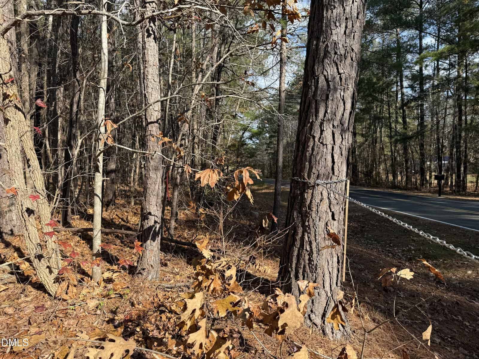 Chain attached to a large tree runs parallel to a two-lane paved road, surrounded by tall pine trees and fallen leaves in a wooded area on a sunny day.