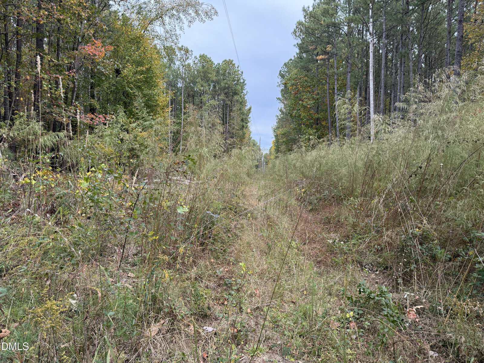 A narrow, overgrown path cuts through a forest with tall grass and weeds on both sides. Tall pine trees line the path under an overcast sky, and power lines run along the center of the path.