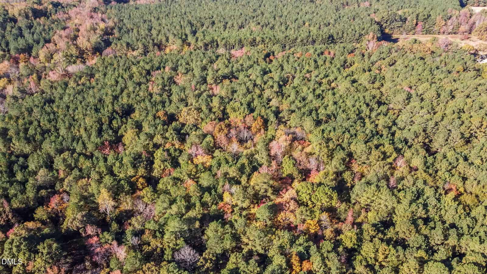 Aerial view of a dense forest with mostly green trees and some patches of autumn foliage in red, yellow, and orange, extending to the horizon under clear daylight.
