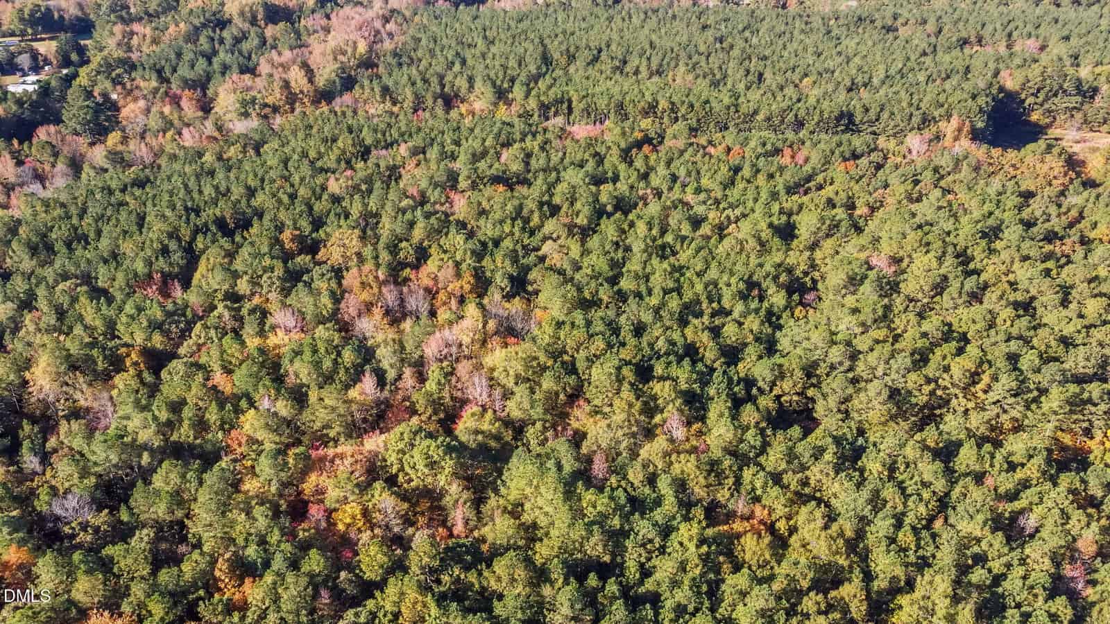 An aerial view of a dense forest with a mix of green and autumn-colored trees stretching across the landscape, showing patches of trees in various shades of green, yellow, and brown.