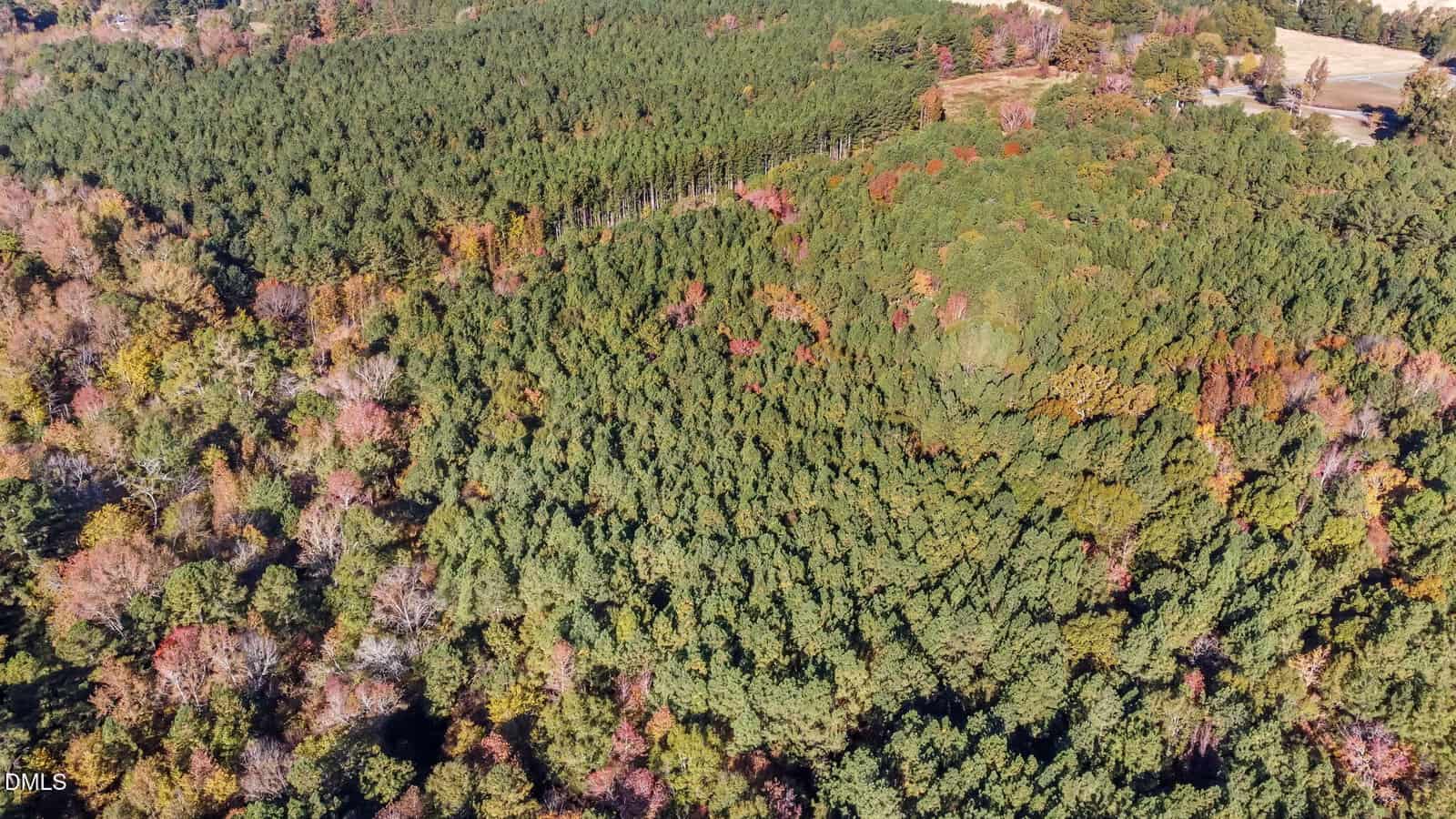 Aerial view of a dense forest with mostly green pine trees and some areas showing autumn colors. The forest stretches to the horizon with sparse clearings and a few small patches of deciduous trees.