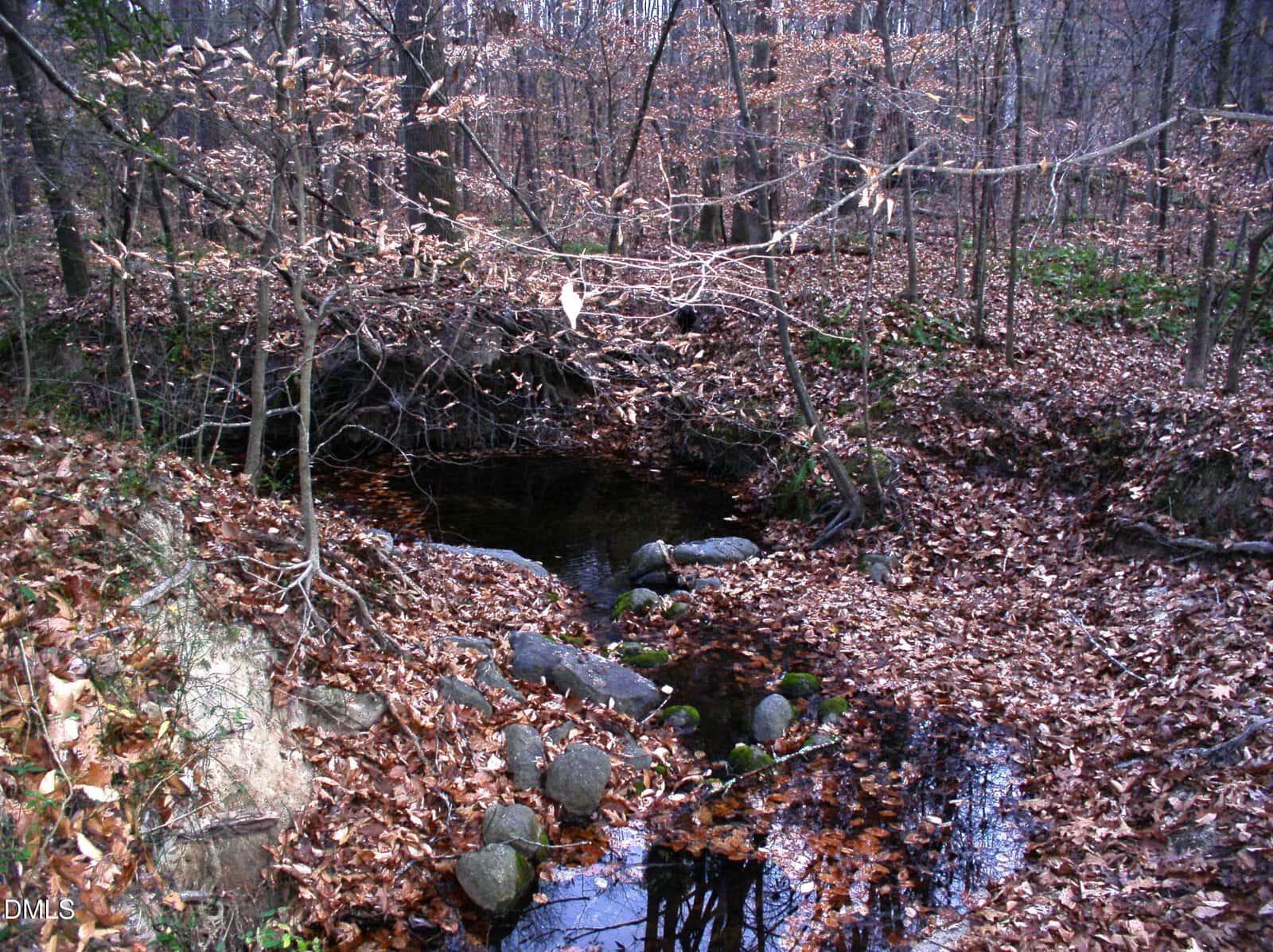 A small stream passes through a forest area with bare trees and fallen leaves. Rocks line the edge of the stream, and the ground is mostly covered in brown leaves. The scene appears to be in late autumn.