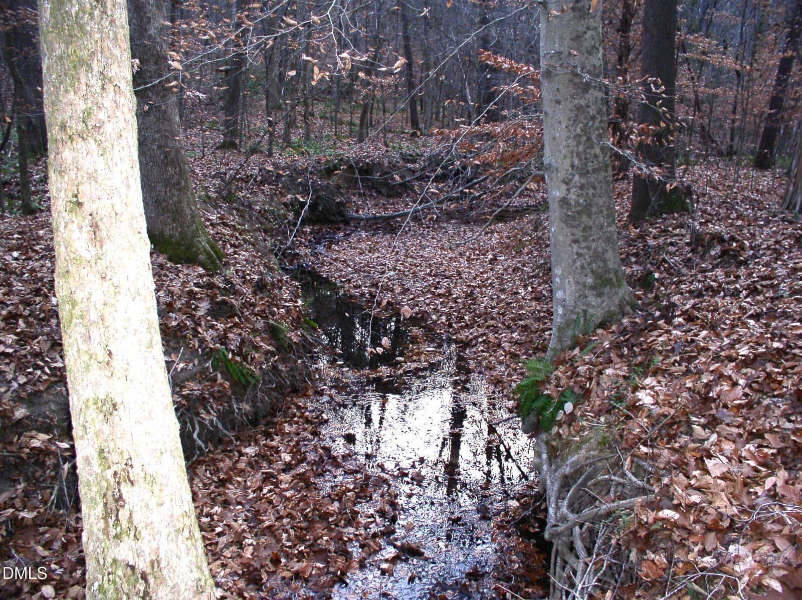 A small creek runs through a forest with bare trees and the ground covered in fallen brown leaves. The water reflects the trees, and the scene appears to be in late autumn or early winter.