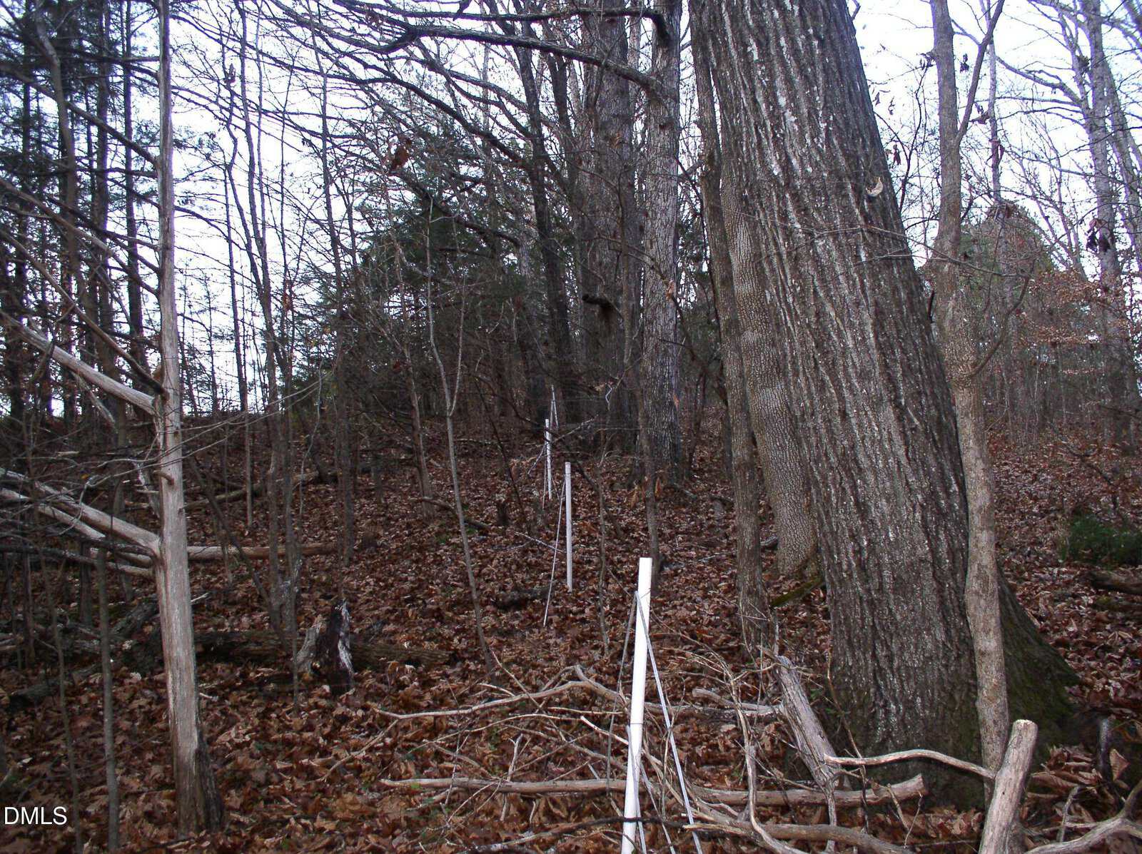 A wooded area with leaf-covered ground, bare trees, and a line of white survey stakes or markers extending through the forest. Broken branches and underbrush are visible among the trees.