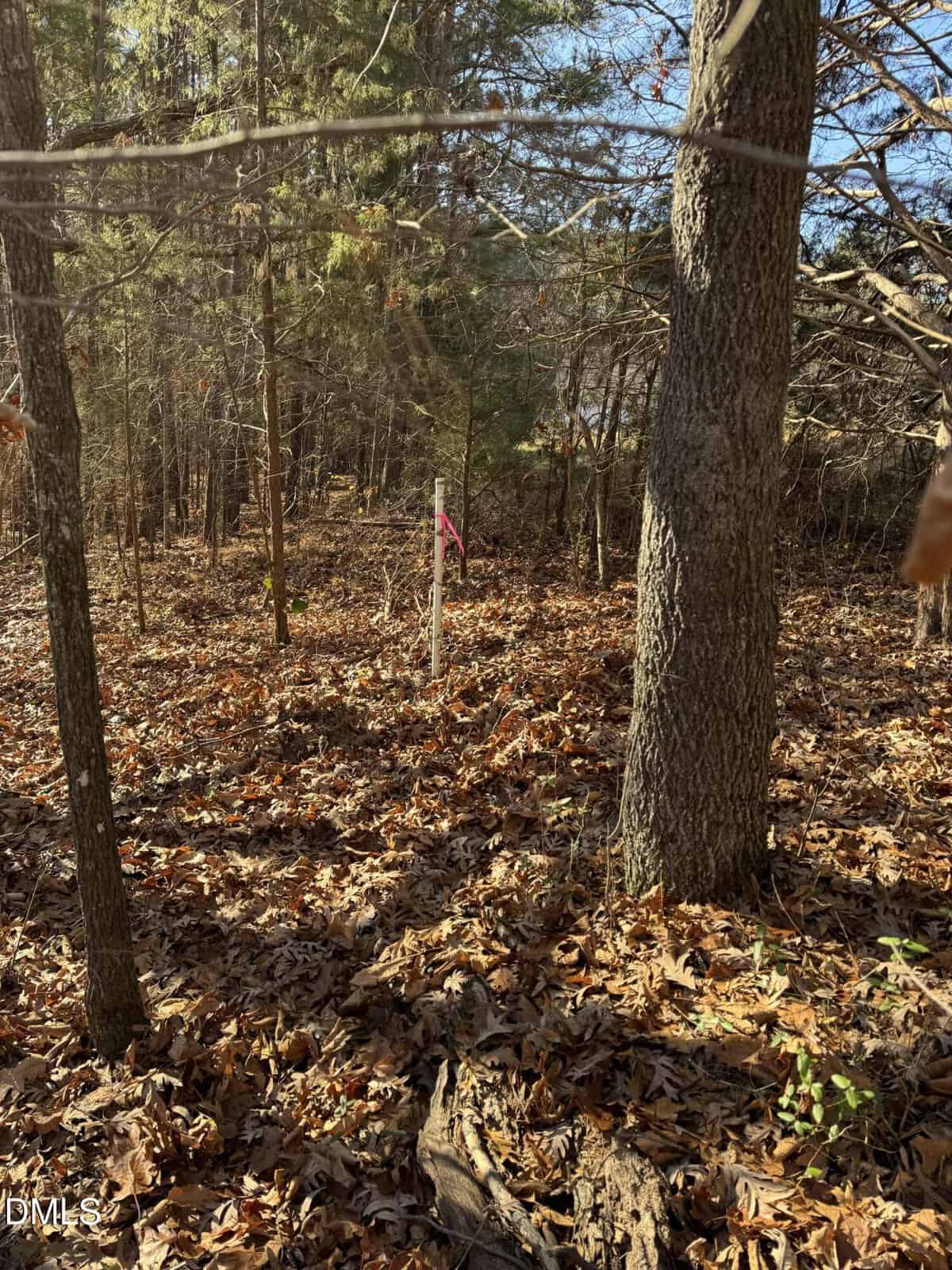 A wooded area with trees and a ground covered in dry leaves; a wooden stake with pink tape is positioned near the center of the image. Sunlight creates dappled shadows on the forest floor.