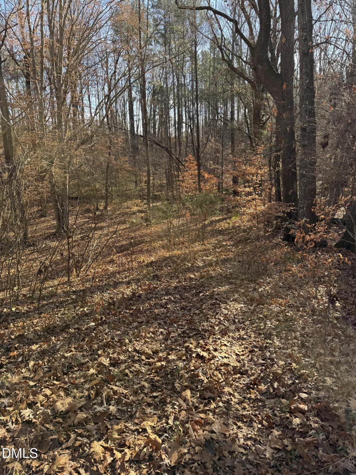 A wooded area with tall, leafless trees and a ground covered in brown fallen leaves. Sparse green grass and patches of sunlight are visible among the trees under a clear sky.