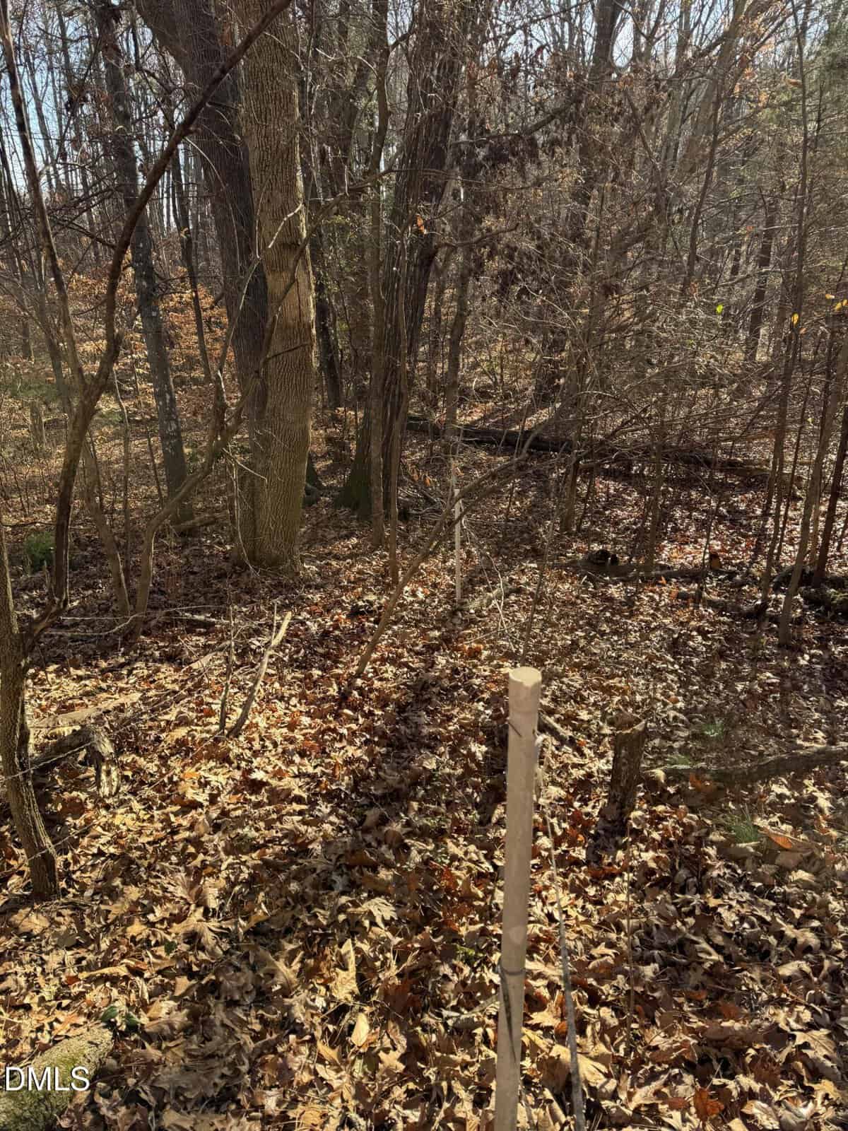 A wooded area with tall trees and leaf-covered ground. A wooden stake is placed in the center foreground, surrounded by fallen leaves and undergrowth. Sunlight filters through the bare branches.