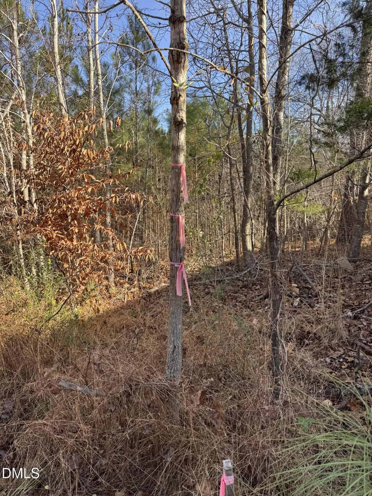 A thin tree in a forested area is marked with several pink survey ribbons tied around its trunk. Dry leaves and grass cover the ground, and other trees with bare branches surround it.