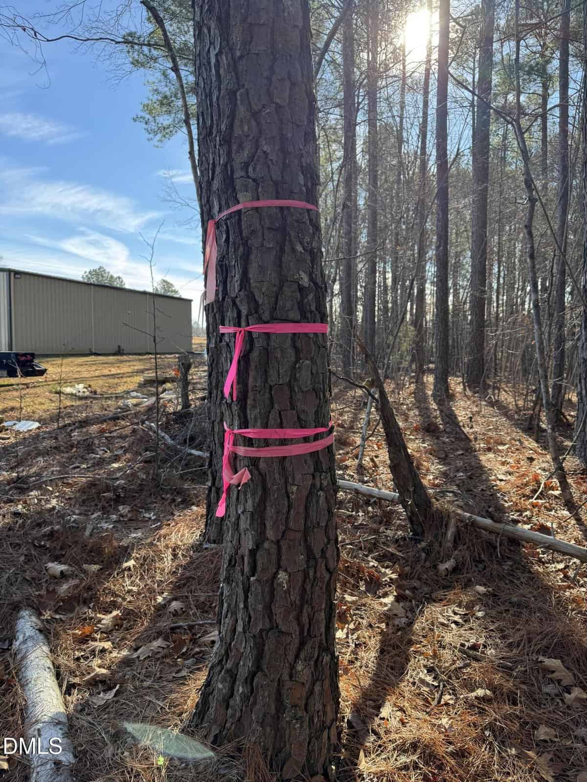 A tree trunk in a forest is wrapped with three bright pink ribbons. Sunlight shines through the trees, and a tan metal building is visible in the background on the left. Pine needles cover the ground.