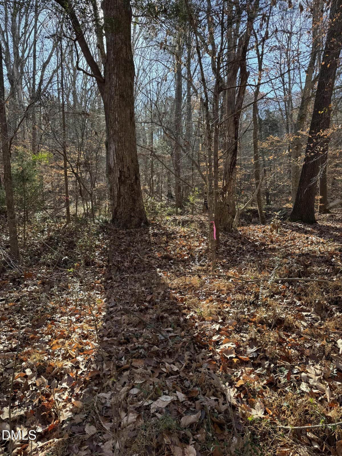 A sunlit forest scene with tall trees, bare branches, and a ground covered in fallen leaves. A pink ribbon is tied around a small tree on the right, marking a spot.