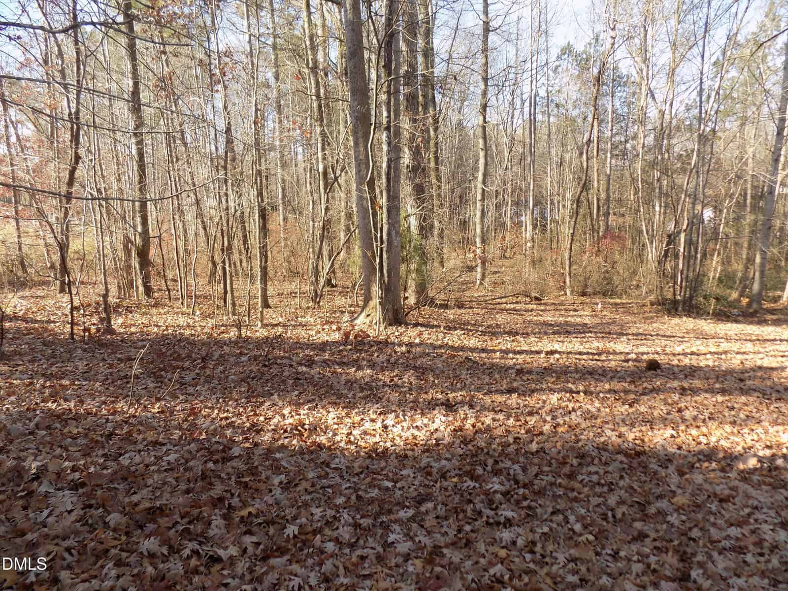 A forested area with bare trees and a ground covered in dry brown leaves, likely in late autumn or early winter. Sunlight casts shadows across the leaf-covered forest floor.