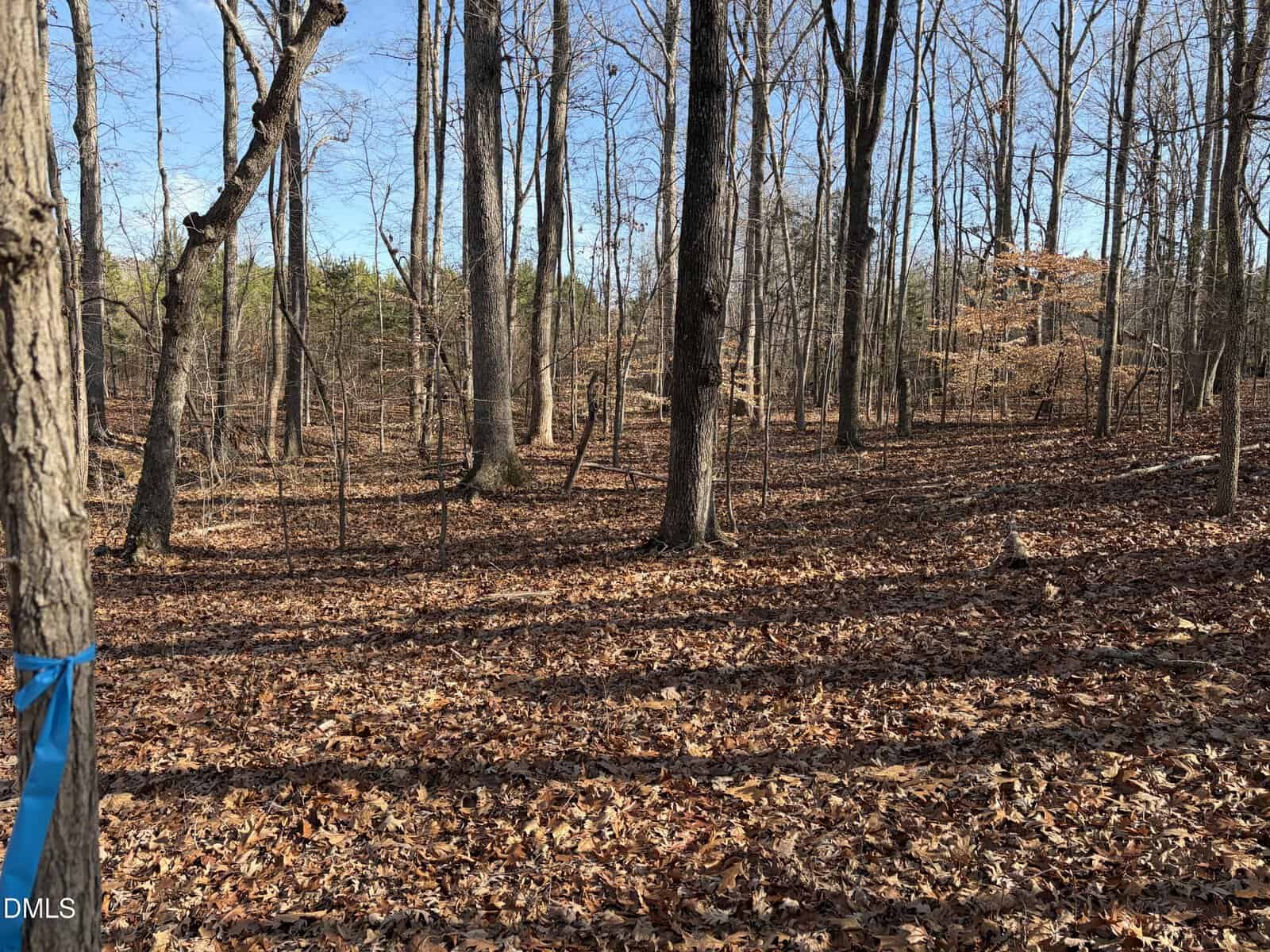 A wooded area in late fall or winter with leaf-covered ground, bare deciduous trees, and a blue ribbon tied around a tree trunk in the foreground. Sunlight casts long shadows across the forest floor.