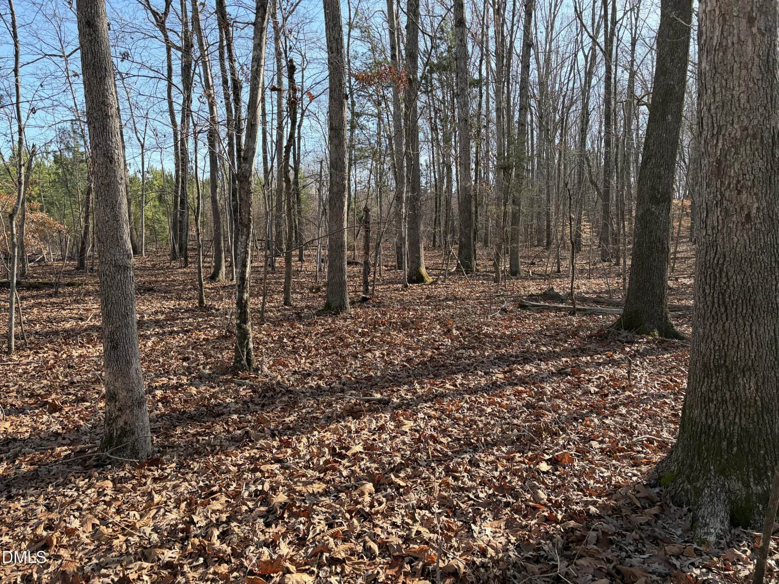 A forest scene with many tall, leafless trees casting long shadows on the ground, which is covered in fallen brown leaves. The sky is clear and blue, and sparse green foliage is visible in the background.
