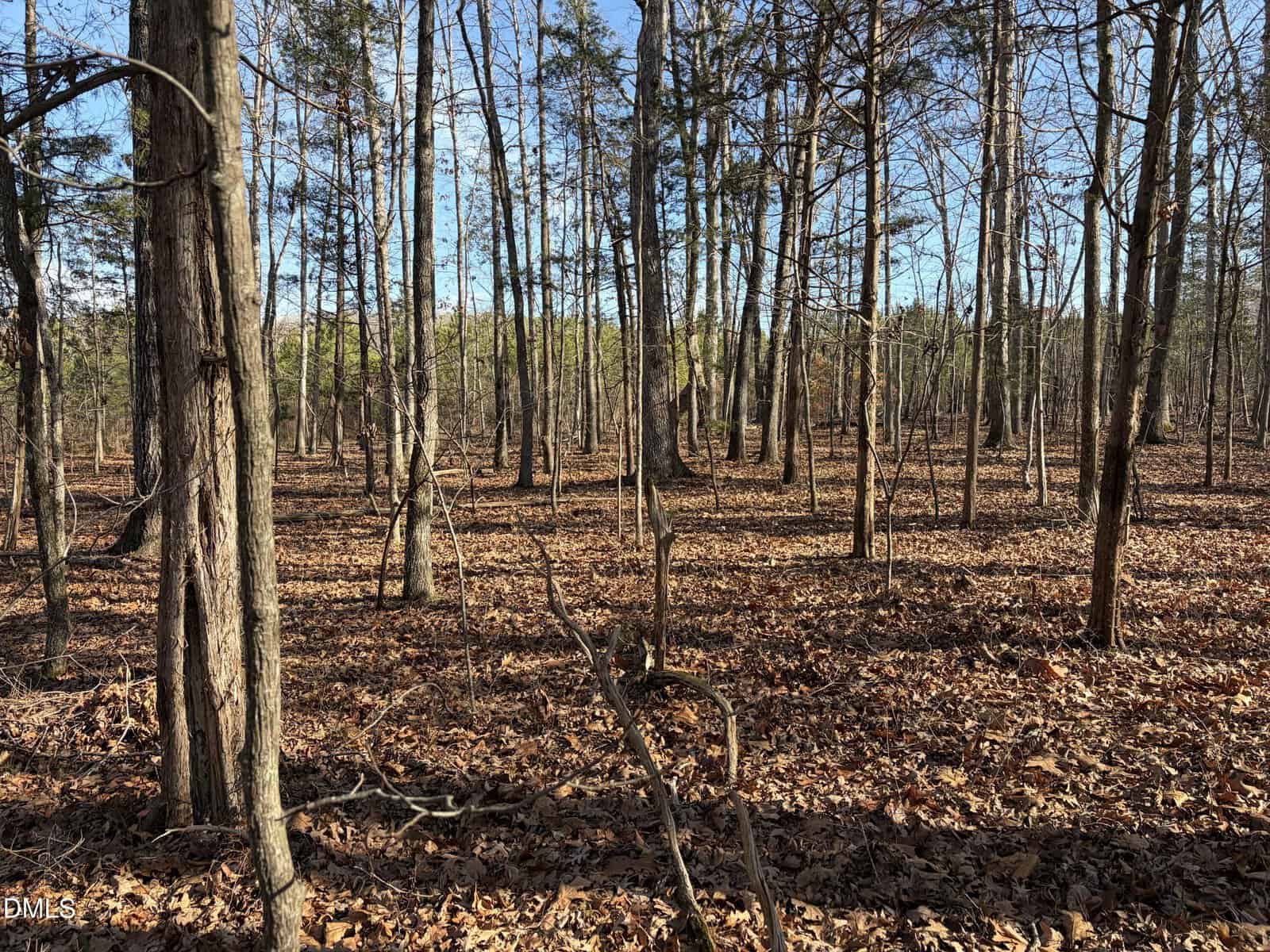 A forest scene with tall, leafless trees and a ground covered in brown fallen leaves. Sunlight filters through the trees, and the sky is clear and blue.