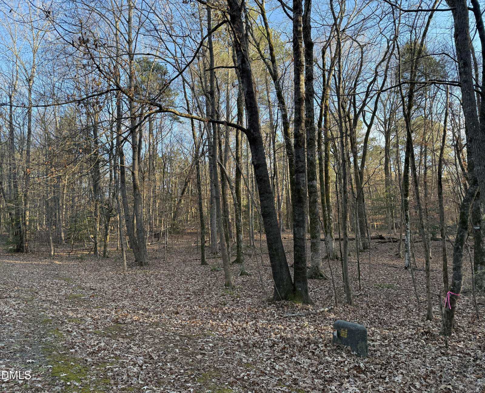 A wooded area with tall, leafless trees, scattered fallen leaves covering the ground, and a small dark utility box with a pink ribbon tied to a nearby branch. The sky is clear, with sunlight filtering through the trees.