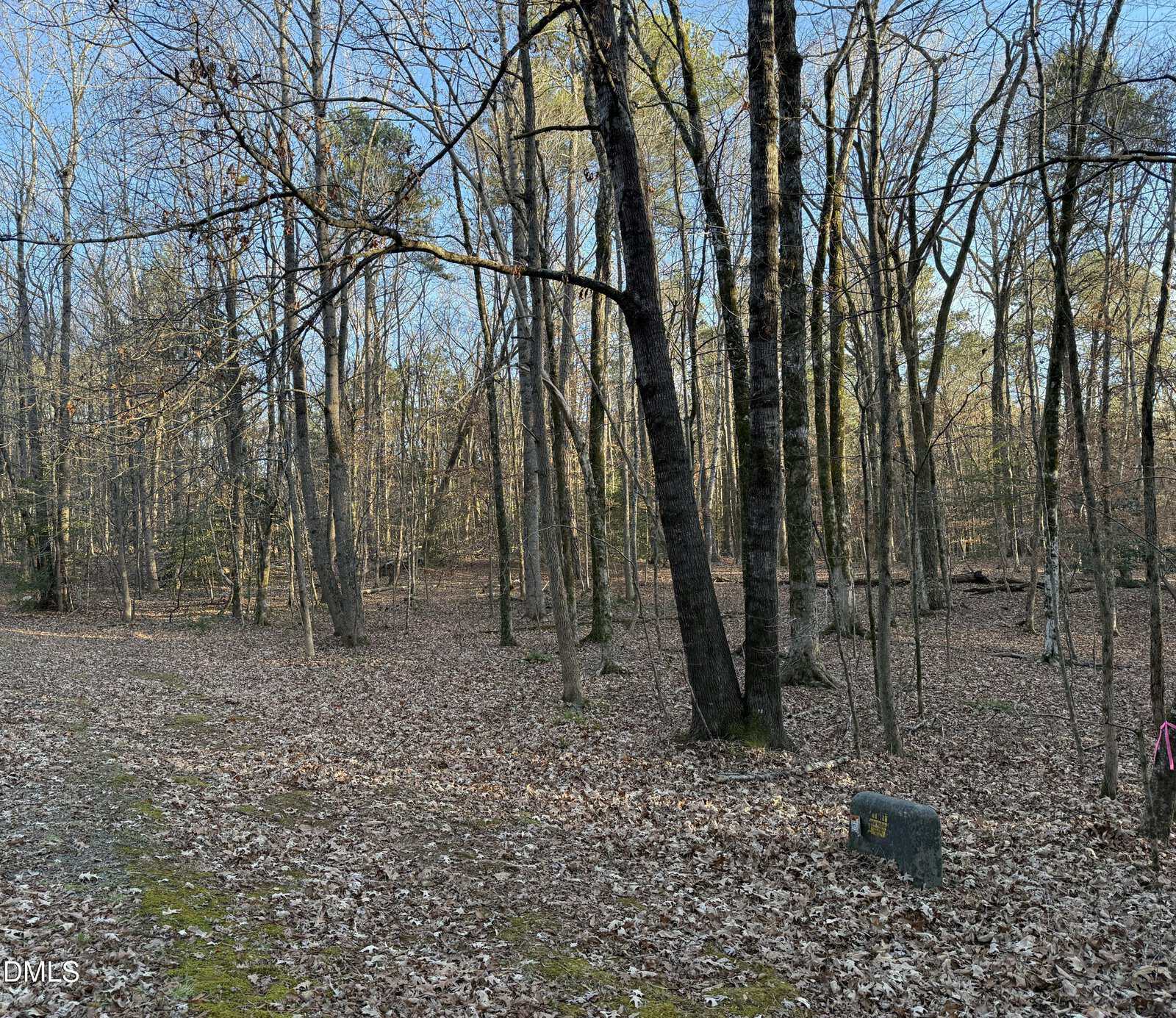 A wooded area with tall, leafless trees and a forest floor covered in brown leaves. Sunlight filters through the branches. A small black object sits near the bottom right corner.