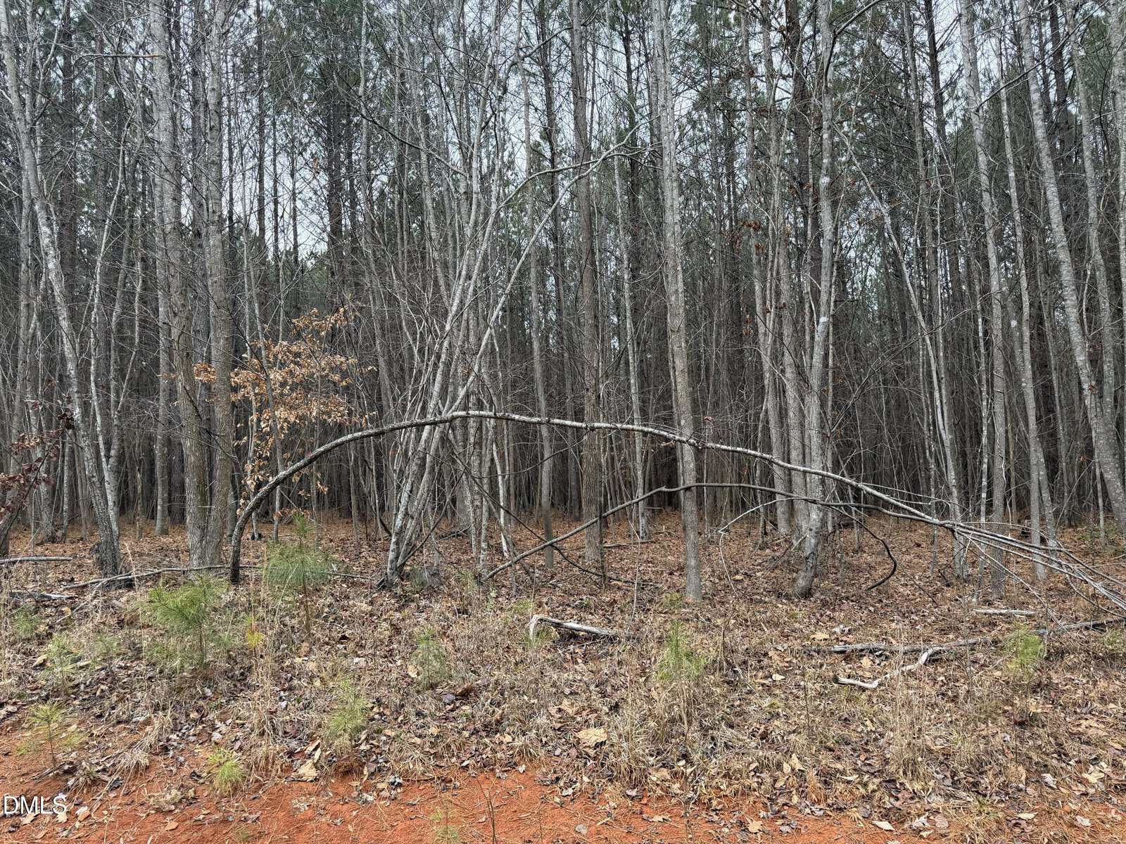 A forest with tall, leafless trees and a few brown leaves remaining. Several thin branches arch downward. The ground is covered with dry grass, fallen branches, and patches of exposed reddish soil. The sky is overcast.